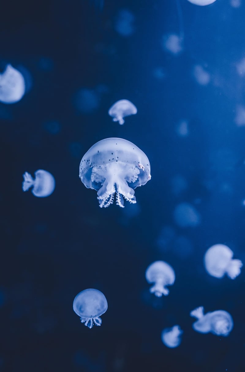 Deep Sea Discoveries